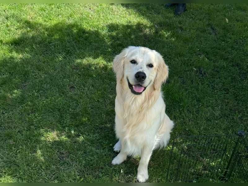 Golden Retriever Deckrüde mit Ahnentafel