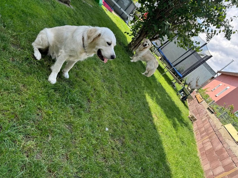 Golden Retriever Deckrüde mit Ahnentafel
