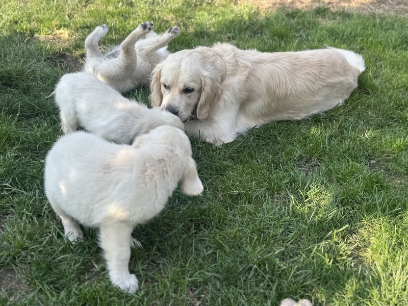 Golden Retriever Deckrüde mit Ahnentafel
