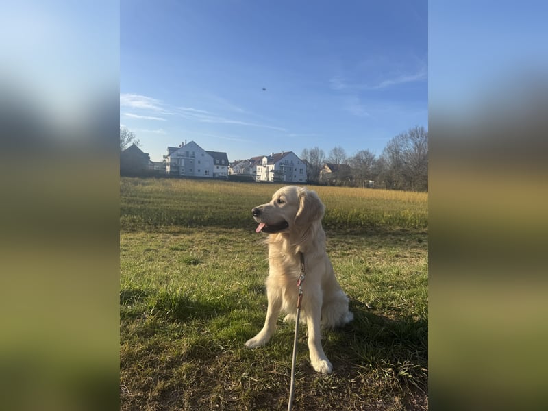Golden Retriever Deckrüde mit Ahnentafel