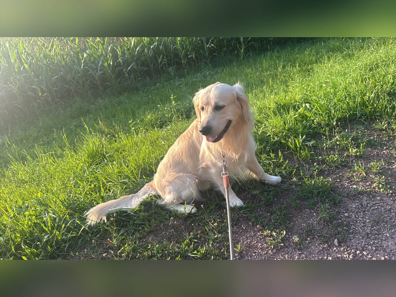 Golden Retriever Deckrüde mit Ahnentafel