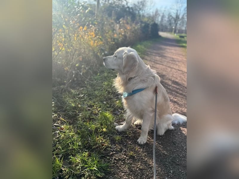Golden Retriever Deckrüde mit Ahnentafel