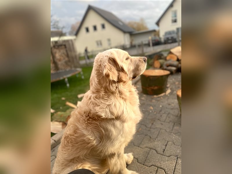 Golden Retriever Deckrüde Anton
