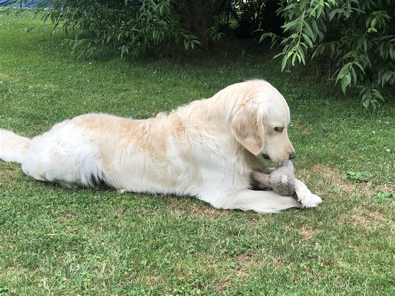 Golden Retriever Deckrüde Anton