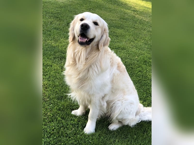 Golden Retriever Deckrüde Anton