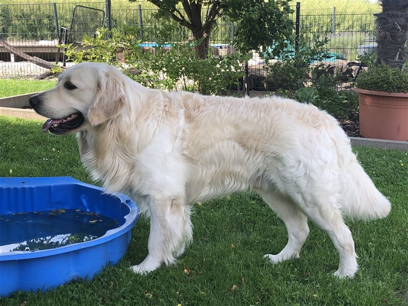Golden Retriever Deckrüde Anton