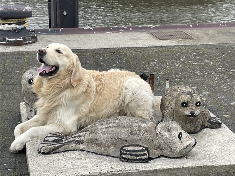 Golden Retriever Deckrüde Anton