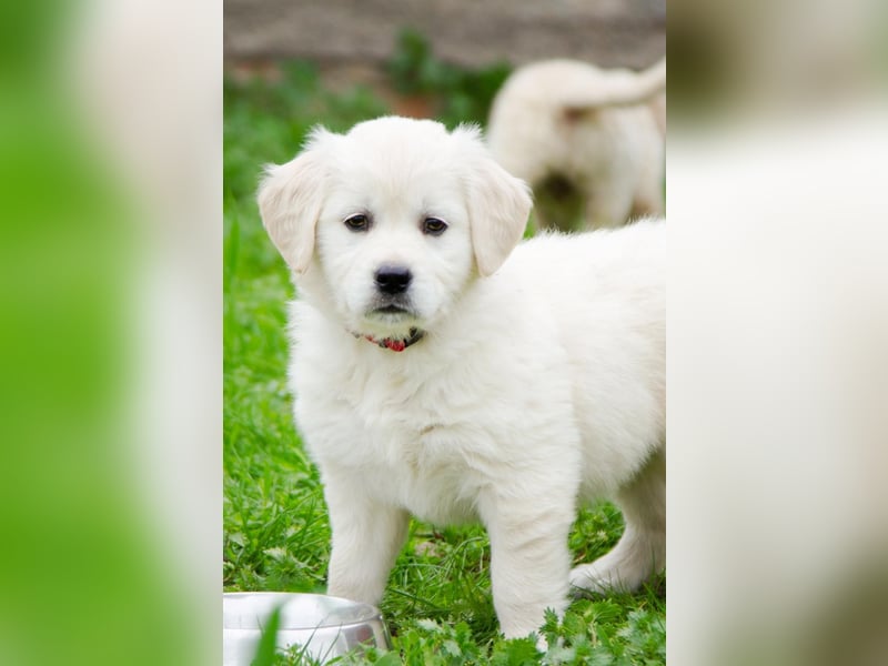 Goldenretriever Welpen