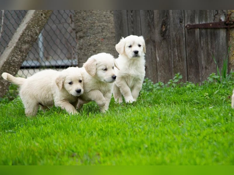 Goldenretriever Welpen