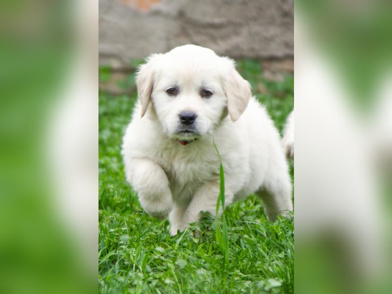 Goldenretriever Welpen