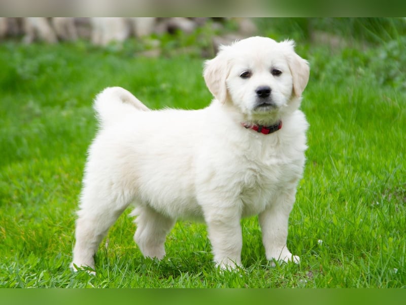 Goldenretriever Welpen