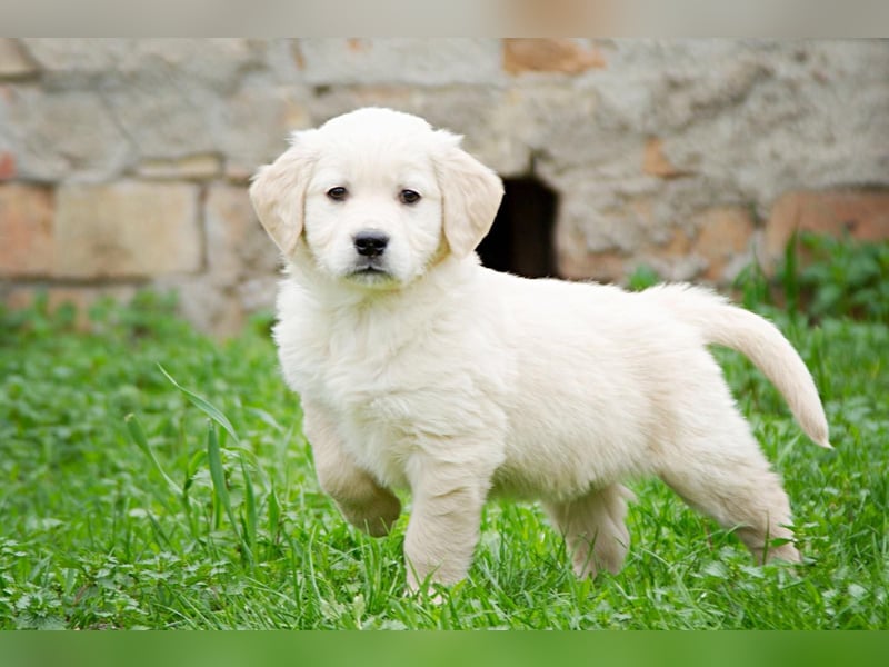 Goldenretriever Welpen