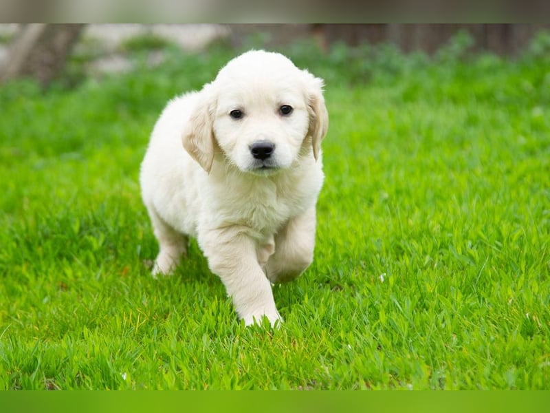 Goldenretriever Welpen