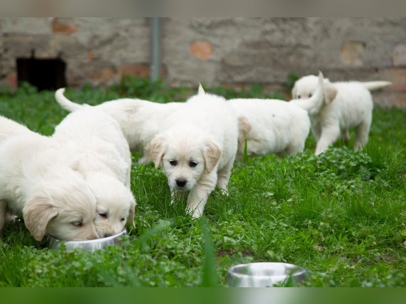 Goldenretriever Welpen