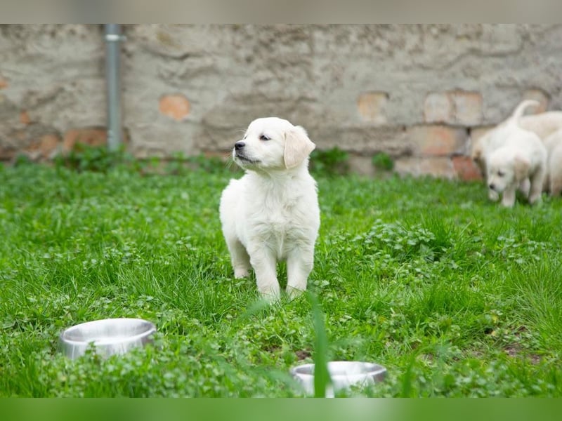 Goldenretriever Welpen
