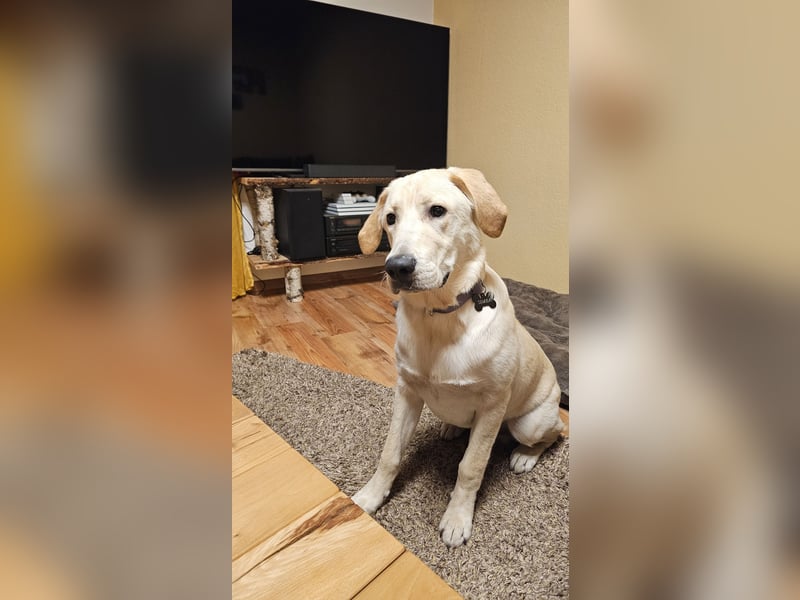 Golden Retriever zu verkaufen