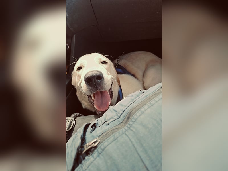 Golden Retriever zu verkaufen