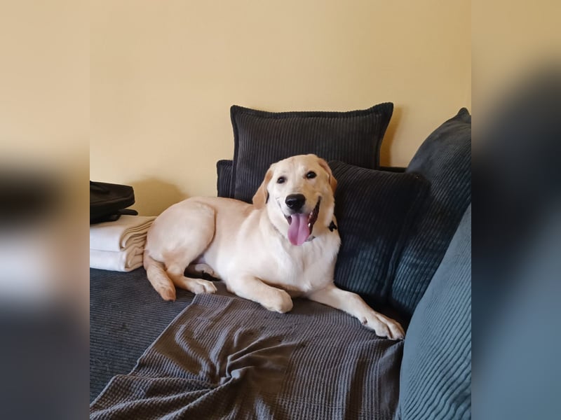 Golden Retriever zu verkaufen