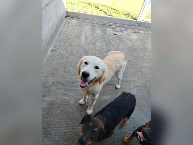 hübscher junger Golden Retriever Mischling Medo sucht...