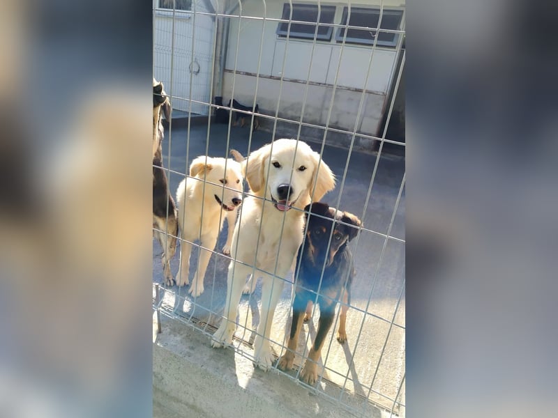 hübscher junger Golden Retriever Mischling Medo sucht...