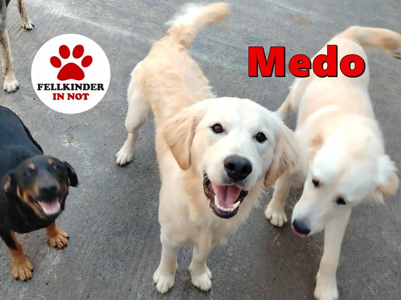 hübscher junger Golden Retriever Mischling Medo sucht...