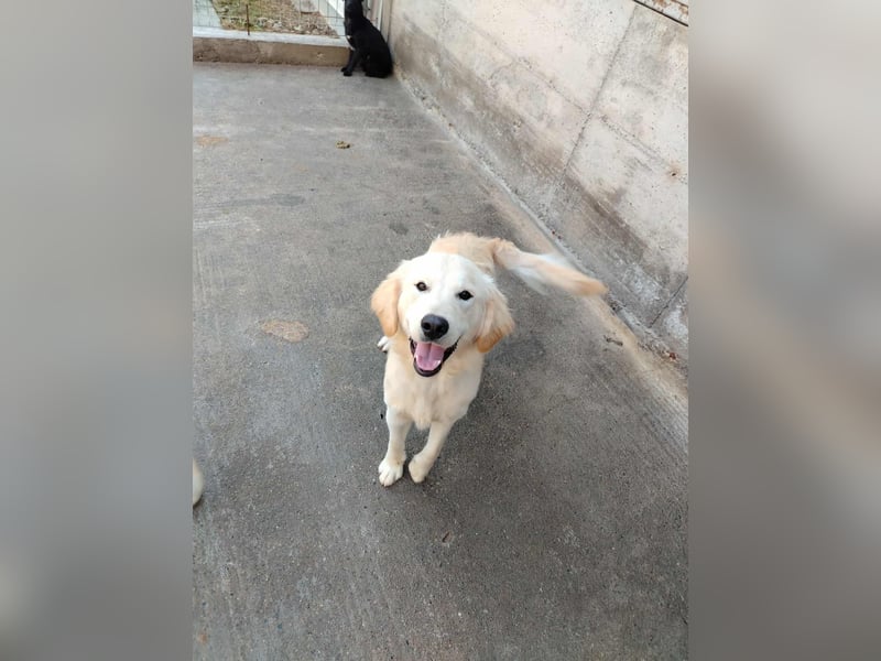 hübscher junger Golden Retriever Mischling Medo sucht...
