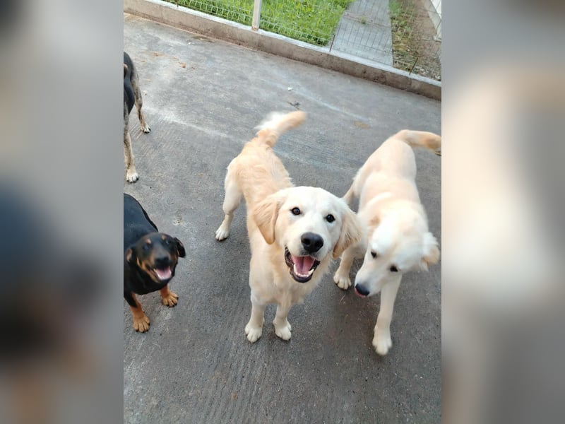 hübscher junger Golden Retriever Mischling Medo sucht...