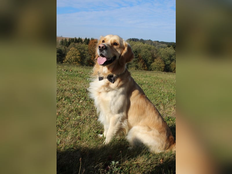 Deckakt Golden Retriever Rüden