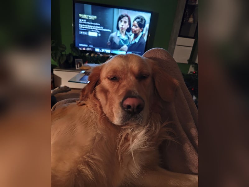 Deckakt Golden Retriever Rüden