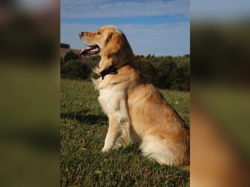 Deckakt Golden Retriever Rüden