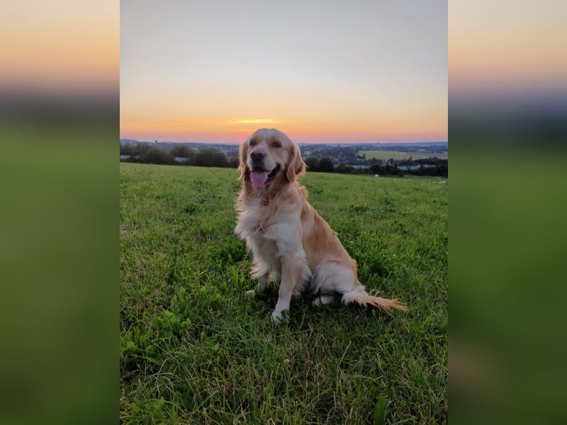 Deckakt Golden Retriever Rüden