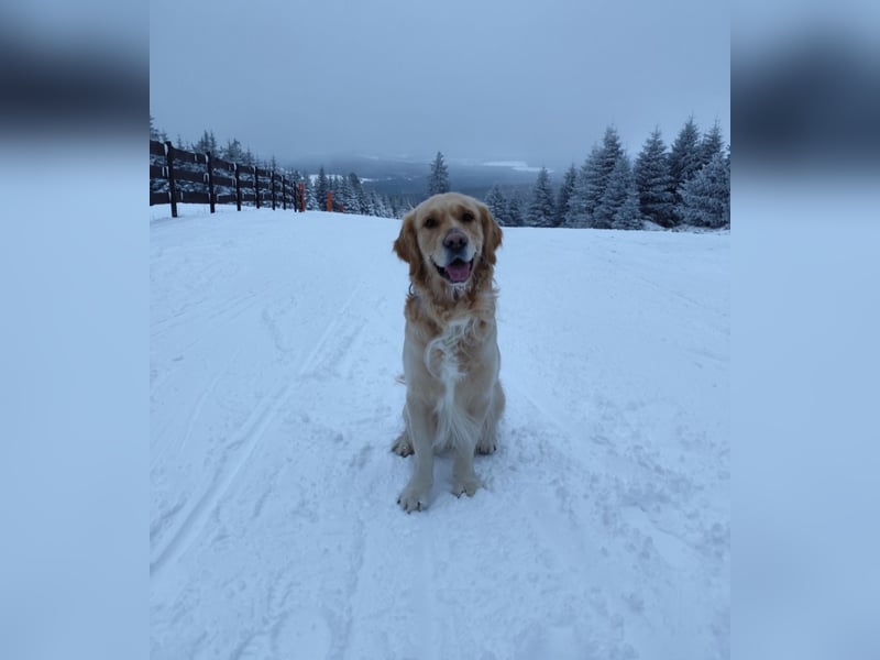 Deckakt Golden Retriever Rüden