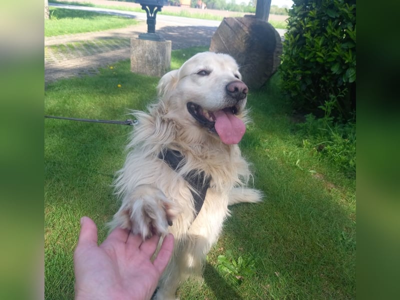 Golden Retriever Rüde