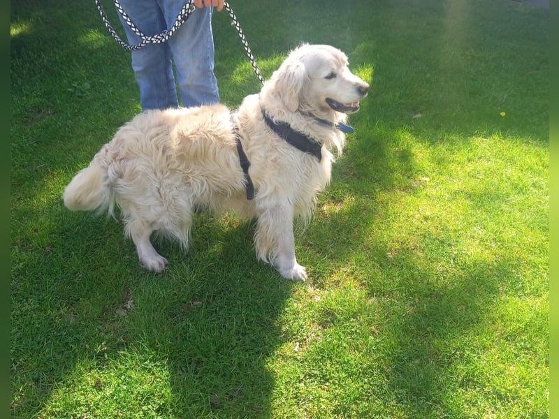 Golden Retriever Rüde