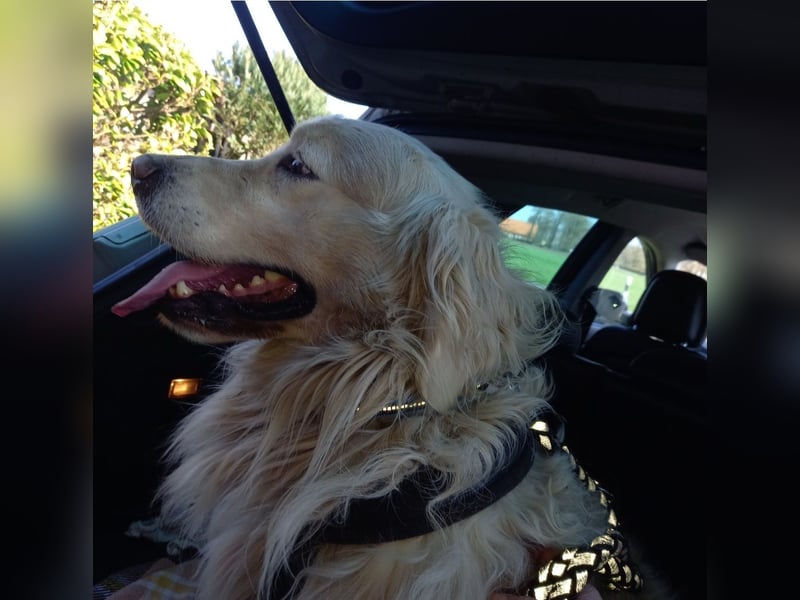 Golden Retriever Rüde