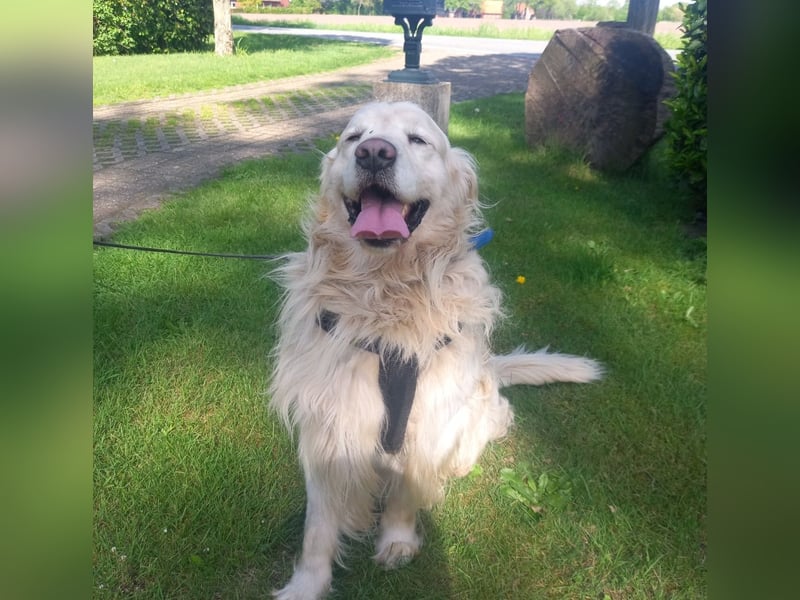 Golden Retriever Rüde