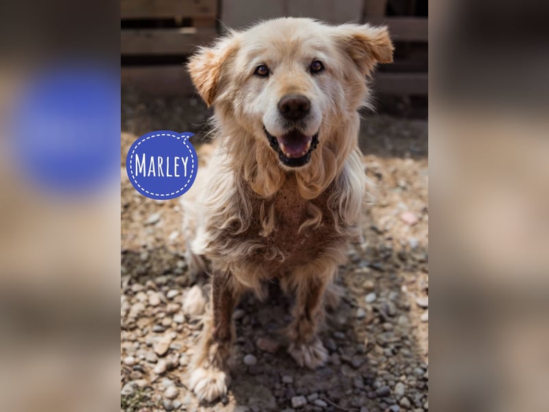 Marley - trotzdem wundervoll