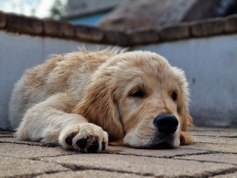 Golden retriever Prinz