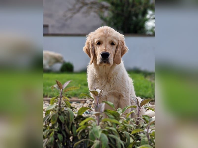 Golden retriever Prinz