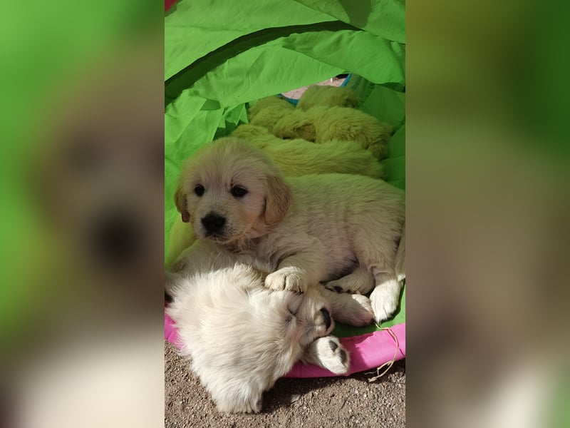 Golden Retriever Welpen