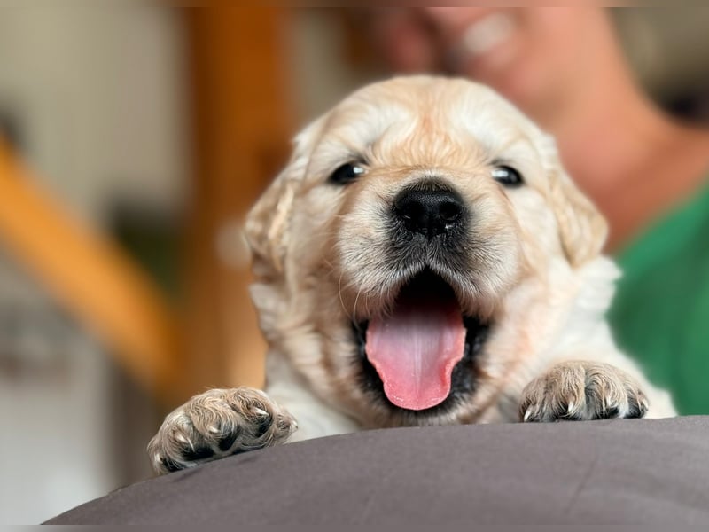 Golden Retriever Welpen