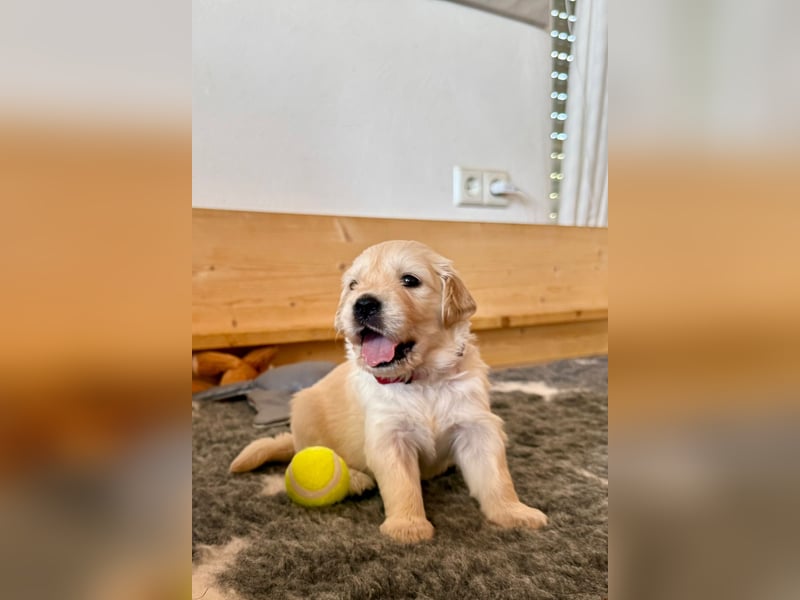 Golden Retriever Welpen