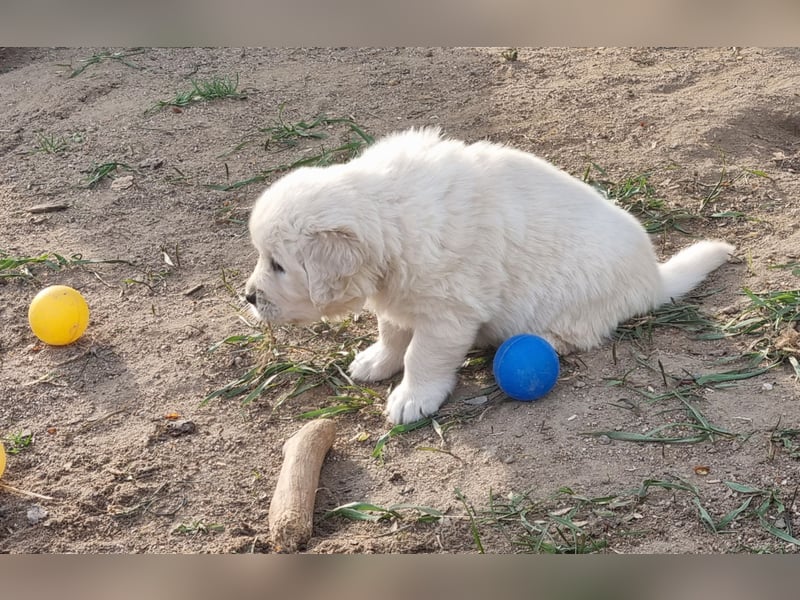 Golden Retriever Welpen