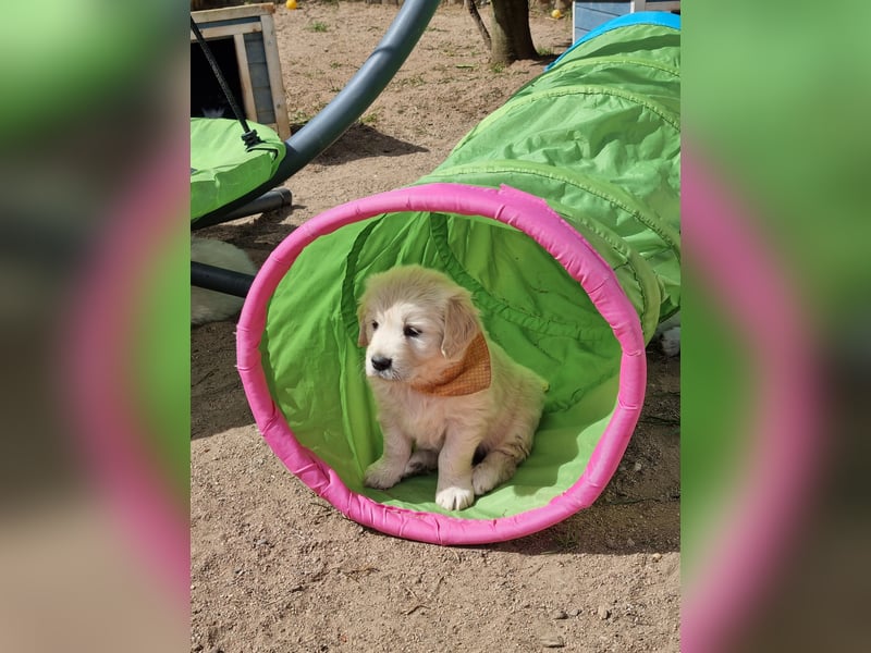 Golden Retriever Welpen