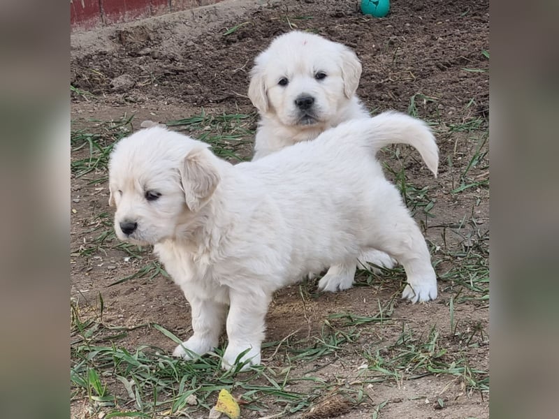 Golden Retriever Welpen