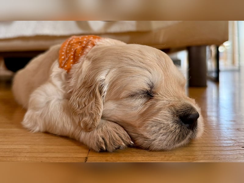 Golden Retriever Welpen