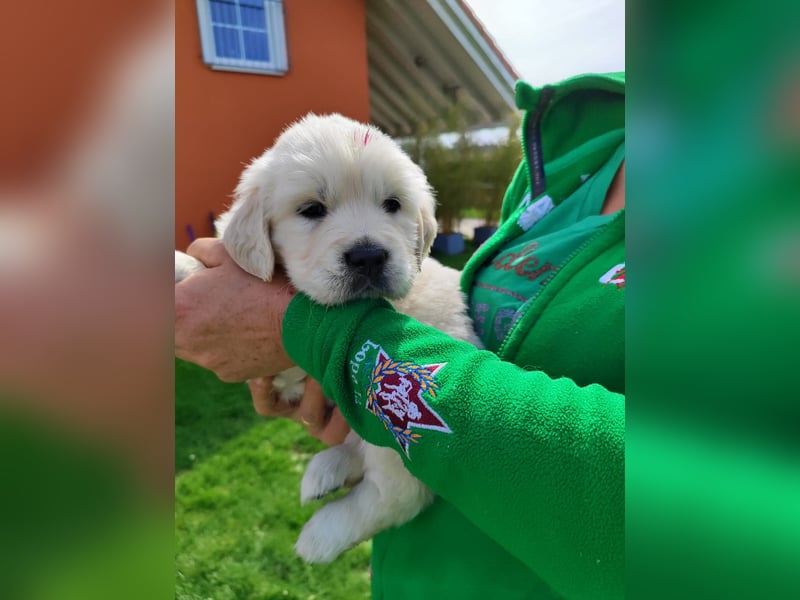 Golden Retriever Welpen