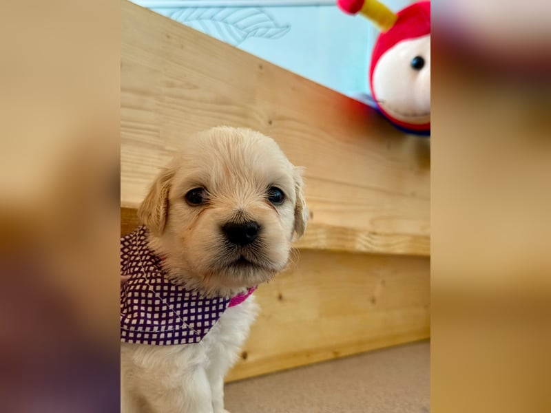 Golden Retriever Welpen