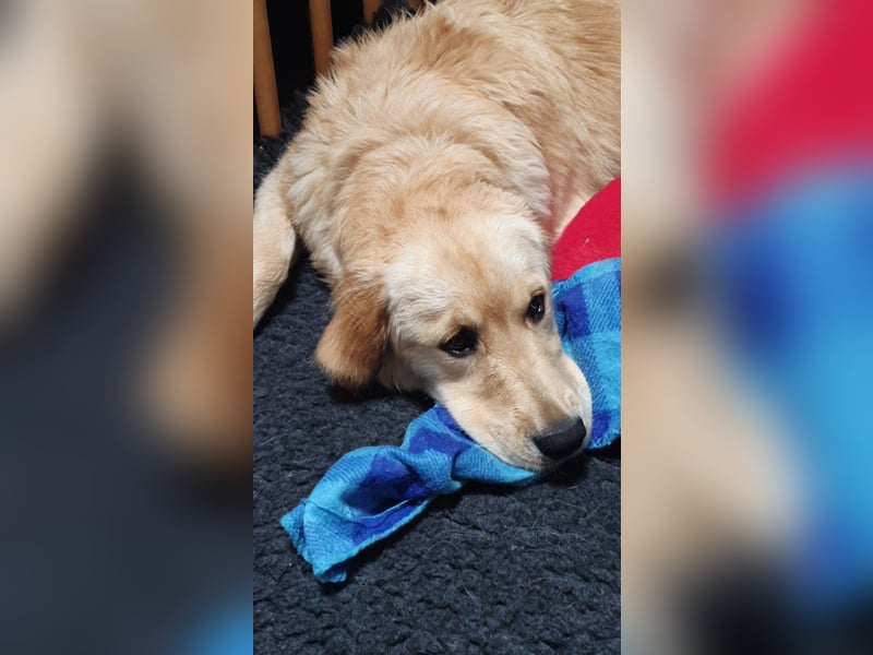 Deckrüde Golden Retriever