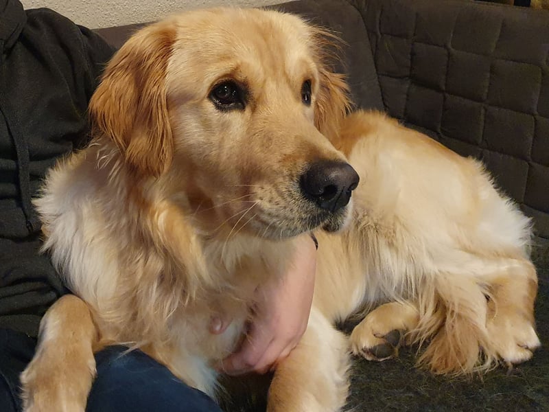 Deckrüde Golden Retriever